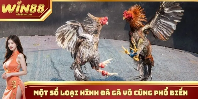 Đá gà 3 Một vài hình thức đặt cược vô cùng phổ biến tại sảnh đá gà