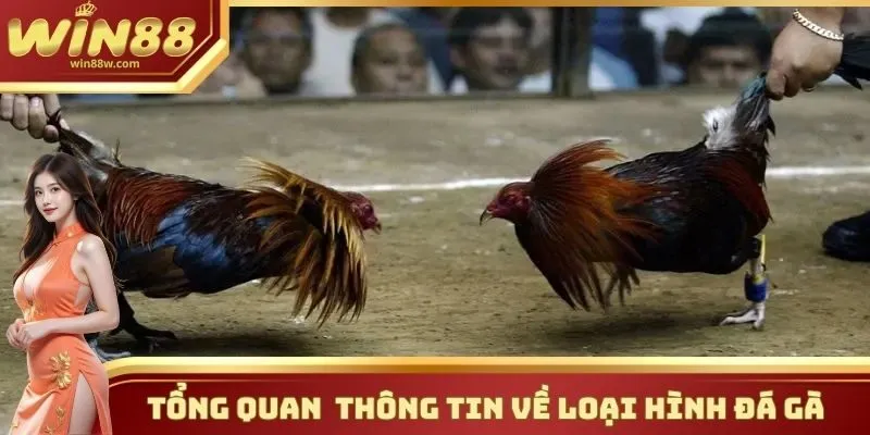 Đá gà 1 Những thông tin cần biết về sảnh đá gà tại nhà cái