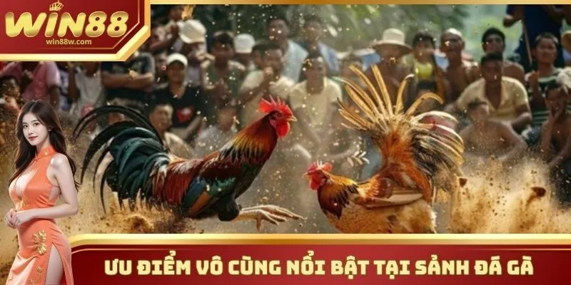 Đá gà 2 Những điểm vô cùng nổi bật mà sảnh đá gà mang lại cho hội viên